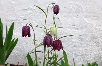 Château à vendre 91792 Ellingen, An der Vogtei 2, Bavière, Image 38/61