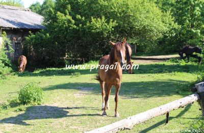 Immobilier historique a vendre  East of Czechia:  