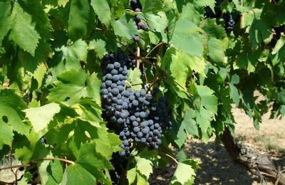 Maison a vendre  Toscana:  /media/19627/thumb-26a030dd6aad00e74d72fca33ed2fca9d1dc9f99.jpg