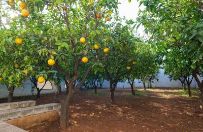 Maison de campagne à vendre Ostuni, Strada Provinciale 21, Pouilles, Image 30/33
