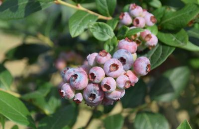 Maison de campagne à vendre Niévares, Asturies, Blueberries aus Region 