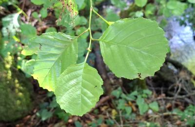 Manoir à vendre Galice, Image 41/48