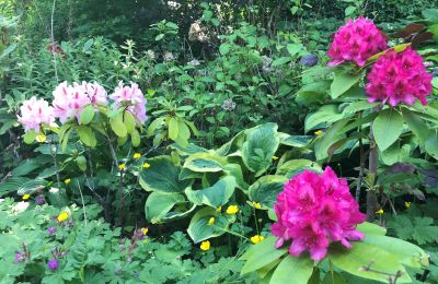 Appartement de caractère à vendre Gera, Vollersdorfer Str. 56, Thuringe, Rhododendronbeet