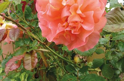 Château médiéval à vendre Mecklembourg-Poméranie-Occidentale, Image 81/97