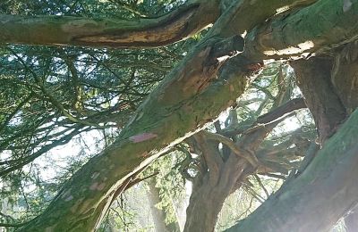 Château médiéval à vendre Mecklembourg-Poméranie-Occidentale, Image 58/97