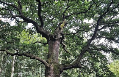 Château médiéval à vendre Mecklembourg-Poméranie-Occidentale, Image 8/97