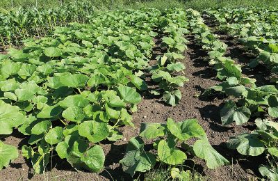 Château médiéval à vendre Mecklembourg-Poméranie-Occidentale, Image 60/97