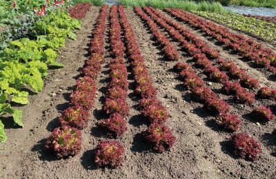 Château médiéval à vendre Mecklembourg-Poméranie-Occidentale, Image 59/97