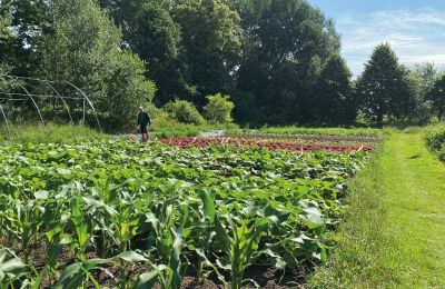 Château médiéval à vendre Mecklembourg-Poméranie-Occidentale, Image 61/97