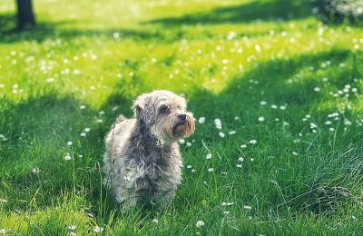 Château médiéval à vendre Mecklembourg-Poméranie-Occidentale, Image 75/97