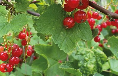 Château médiéval à vendre Mecklembourg-Poméranie-Occidentale, Image 78/97