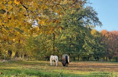 Château médiéval à vendre Mecklembourg-Poméranie-Occidentale, Image 76/97