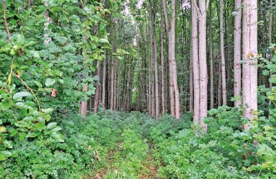 Château médiéval à vendre Mecklembourg-Poméranie-Occidentale, Image 65/97