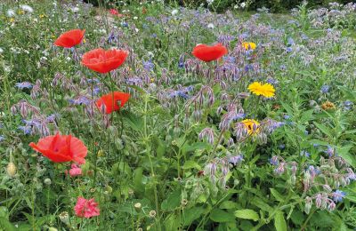Château médiéval à vendre Mecklembourg-Poméranie-Occidentale, Image 64/97