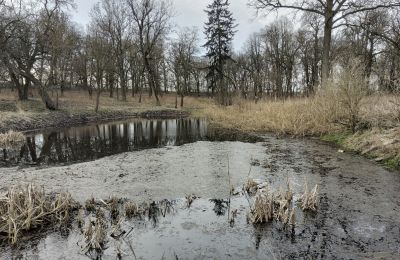 Manoir à vendre Bolkowice, Dwór w Bolkowicach, Poméranie occidentale, Parc