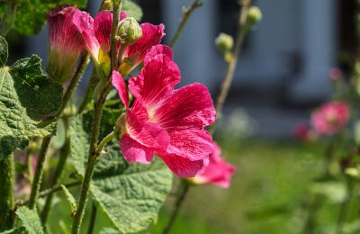 Manoir à vendre Bosowice, Bosowice 80, Sainte-Croix, Image 5/25