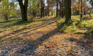  Mzurów 5